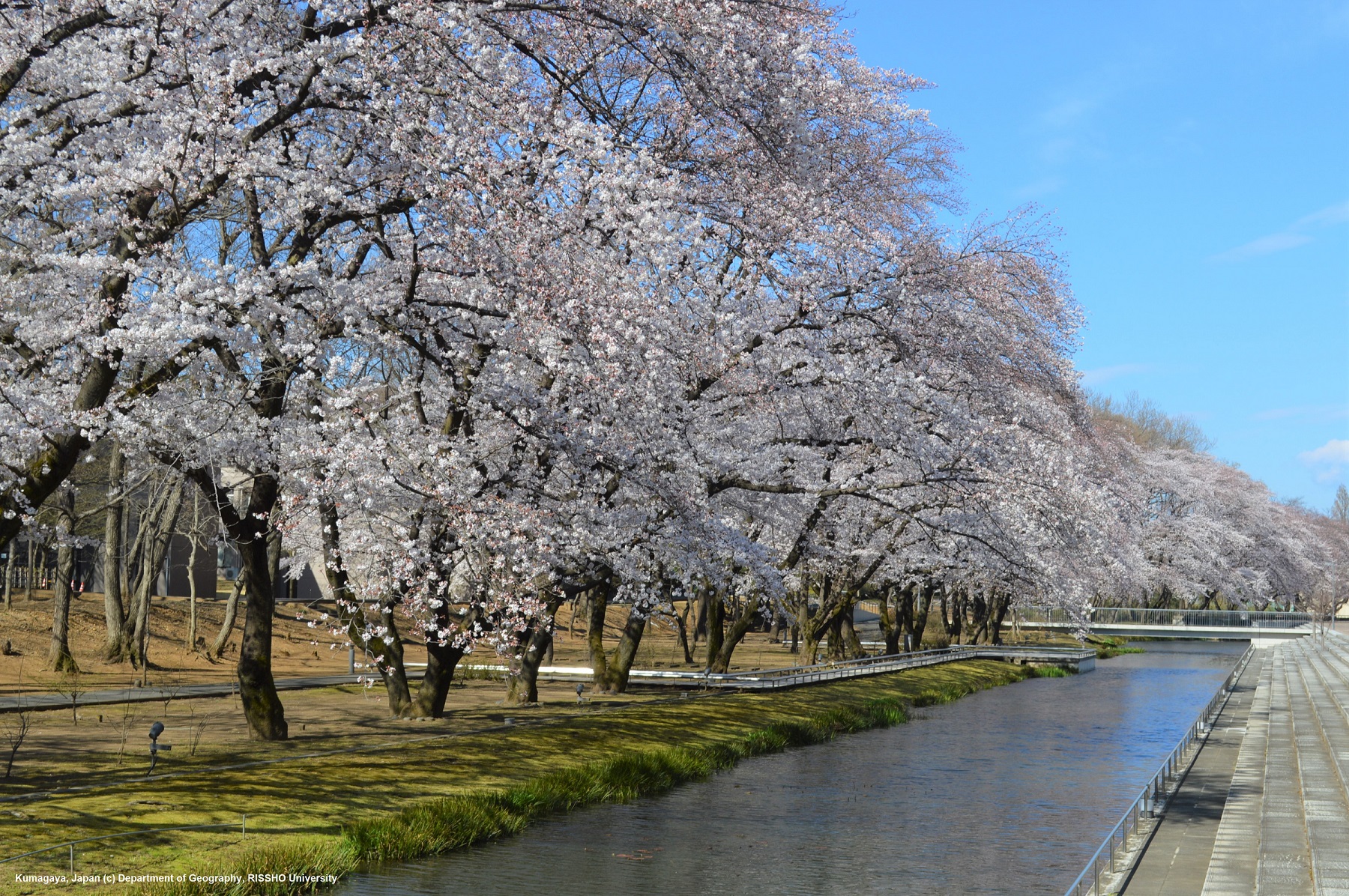 熊谷キャンパスに桜咲く
