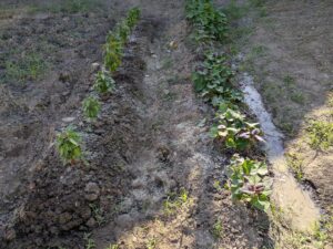 さつまいも、モロヘイヤの生育状況